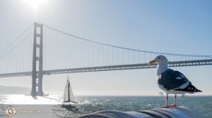 Fiskmås uppflugen vid stranden i San Francisco. (Foto av dansaren Kenji Kobayashi)
