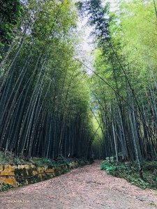 Inte allt för långt från Japan tar dansare Jeff Chuang en lugn promenad genom en bambuskog i Alishan, Taiwan ...